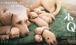 导盲犬小q正片