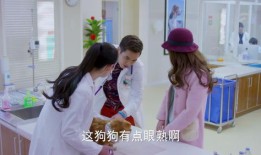 w宠物工作室