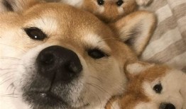 桌面宠物全部免费的软件