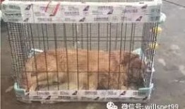 空运宠物会闷吗