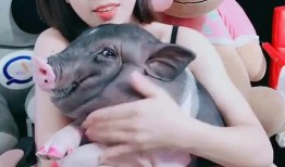 主人牵着宠物猪