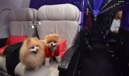 空运宠物物流托运价格表