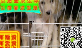 宠物尿布怎么用图解