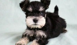宠物狗幼犬出售：选择与购买指南
