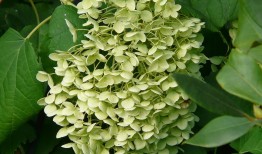 探索花卉世界，1000种花名大全及花语图鉴