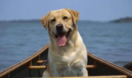 1.法斗（法国斗牛犬）