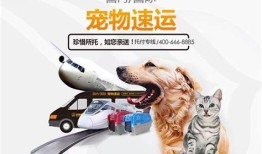 运送宠物用什么车最好
