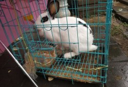 宠物兔笼养好还是散养好