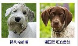 宠物个性的名字