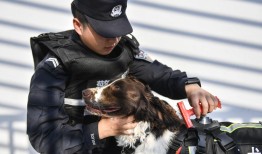 流浪犬抓捕工作简报