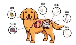 宠物卫生：如何保持宠物健康干净