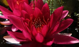 探索花卉世界，花的寓意与文化象征