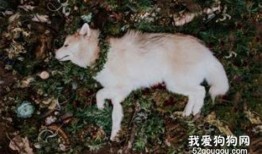 宠物医院狗狗死了赔偿多少