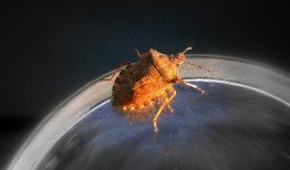 黑铁兽的荣耀，钢铁森林的守护者
