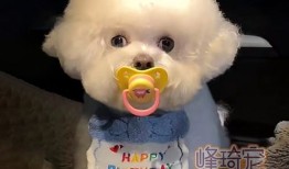 怎么安慰对象宠物生病了