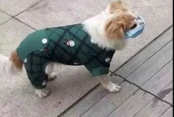 防疫兼顾宠物的句子