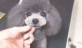 宠物店狗多少钱一只