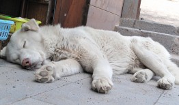 熊猫猫的奇妙世界，揭秘这些黑白萌物的冷知识