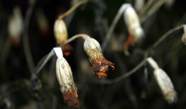 探索蛇类多样性，100种蛇的图片大全