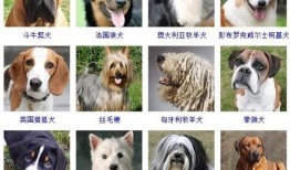 宠物名字可爱