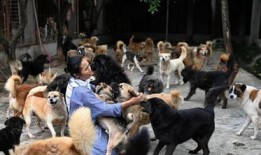 义乌收养流浪宠物好人电话