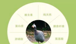 广东宠物食品生产企业