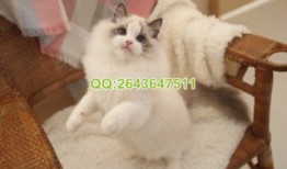 猫舍收费标准