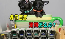 抱着宠物开车是什么违法行为