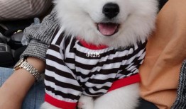 宠物店买的狗狗的流程