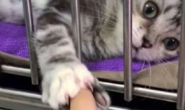 宠物店猫多少钱一只