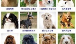 狗狗品种大全排名