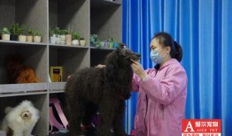 宜兴宠物染色培训班电话