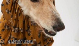 国外宠物教育