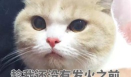 宠物取名字大全有创意