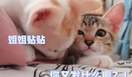 密接之后宠物应该怎么处理？