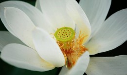 花语大全，探索各种花卉的神秘语言