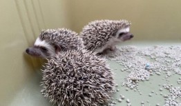 宠物刺猬好养吗?