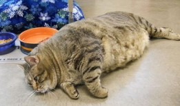 小肉家的猫