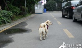 带宠物怎么出行长途