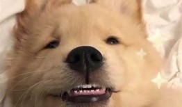 什么宠物狗最可爱还好看