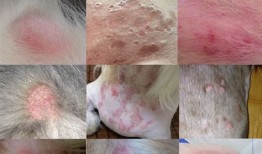 洁尔阴治狗狗真菌皮肤病吗