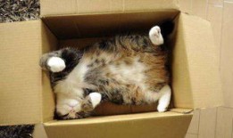把猫咪寄养在宠物店要多少钱