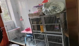 如何在58同城发布宠物信息