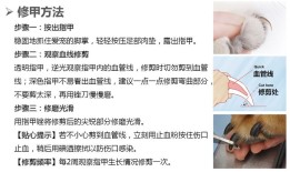 宠物貂需要剪指甲吗