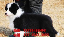 亳州宠物市场在哪里
