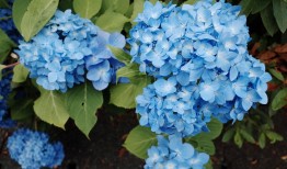 探索花语，不同花卉的花语及其文化意义
