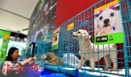 昆明宠物猫领养中心在哪里