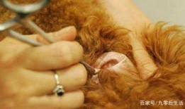 宠物店拔耳毛疼吗