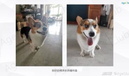 派派宠物生活馆