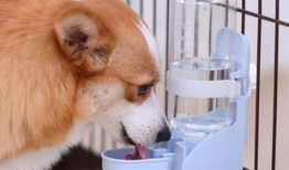 宠物饮水器原理